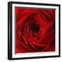 Red Ranunculus Flower-artjazz-Framed Photographic Print