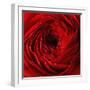 Red Ranunculus Flower-artjazz-Framed Photographic Print