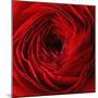 Red Ranunculus Flower-artjazz-Mounted Photographic Print