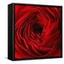 Red Ranunculus Flower-artjazz-Framed Stretched Canvas