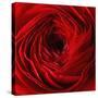 Red Ranunculus Flower-artjazz-Stretched Canvas