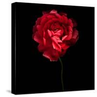 Red Ranunculus-Magda Indigo-Stretched Canvas