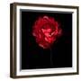 Red Ranunculus-Magda Indigo-Framed Photographic Print