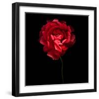 Red Ranunculus-Magda Indigo-Framed Photographic Print