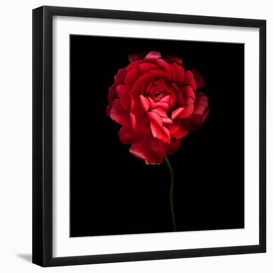 Red Ranunculus-Magda Indigo-Framed Photographic Print