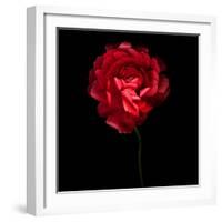 Red Ranunculus-Magda Indigo-Framed Photographic Print