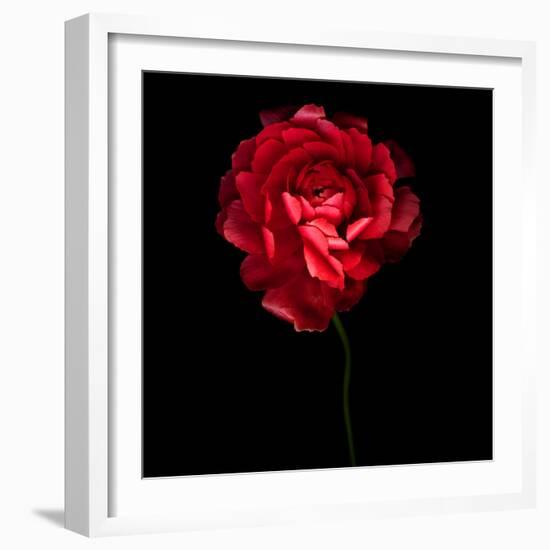 Red Ranunculus-Magda Indigo-Framed Photographic Print