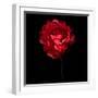 Red Ranunculus-Magda Indigo-Framed Photographic Print