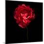 Red Ranunculus-Magda Indigo-Mounted Photographic Print