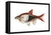 Red Rasbora (Rasbora Heteromorpha), Fishes-Encyclopaedia Britannica-Framed Stretched Canvas