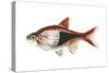 Red Rasbora (Rasbora Heteromorpha), Fishes-Encyclopaedia Britannica-Stretched Canvas