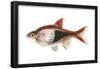 Red Rasbora (Rasbora Heteromorpha), Fishes-Encyclopaedia Britannica-Framed Poster