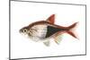 Red Rasbora (Rasbora Heteromorpha), Fishes-Encyclopaedia Britannica-Mounted Poster