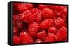 Red Raspberries, Keizer, Oregon, USA-Rick A Brown-Framed Stretched Canvas