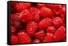 Red Raspberries, Keizer, Oregon, USA-Rick A Brown-Framed Stretched Canvas