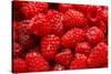 Red Raspberries, Keizer, Oregon, USA-Rick A Brown-Stretched Canvas