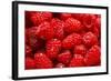 Red Raspberries, Keizer, Oregon, USA-Rick A Brown-Framed Photographic Print