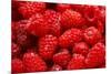 Red Raspberries, Keizer, Oregon, USA-Rick A Brown-Mounted Photographic Print