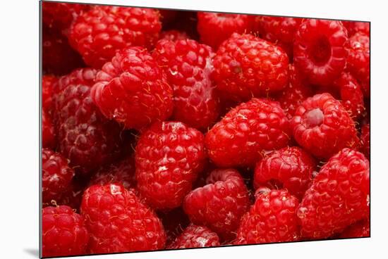 Red Raspberries, Keizer, Oregon, USA-Rick A Brown-Mounted Photographic Print