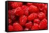 Red Raspberries, Keizer, Oregon, USA-Rick A Brown-Framed Stretched Canvas