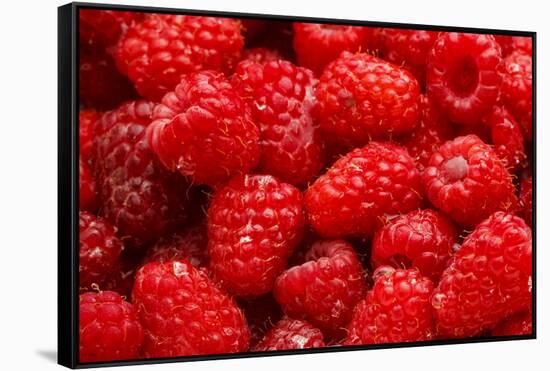 Red Raspberries, Keizer, Oregon, USA-Rick A Brown-Framed Stretched Canvas