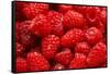 Red Raspberries, Keizer, Oregon, USA-Rick A Brown-Framed Stretched Canvas