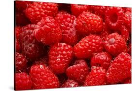 Red Raspberries, Keizer, Oregon, USA-Rick A Brown-Stretched Canvas