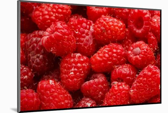 Red Raspberries, Keizer, Oregon, USA-Rick A Brown-Mounted Photographic Print