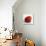 Red Raspberry-Nicole Katano-Stretched Canvas displayed on a wall