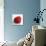 Red Raspberry-Nicole Katano-Mounted Photo displayed on a wall