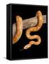 Red Rat Snake-null-Framed Stretched Canvas