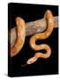 Red Rat Snake-null-Stretched Canvas