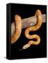 Red Rat Snake-null-Framed Stretched Canvas