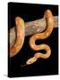 Red Rat Snake-null-Stretched Canvas