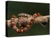 Red Rat Snake-null-Stretched Canvas