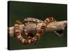 Red Rat Snake-null-Stretched Canvas