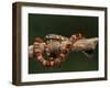 Red Rat Snake-null-Framed Photographic Print