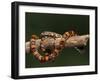 Red Rat Snake-null-Framed Photographic Print