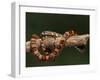 Red Rat Snake-null-Framed Photographic Print