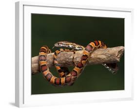 Red Rat Snake-null-Framed Photographic Print