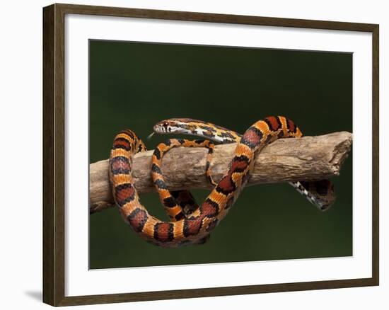 Red Rat Snake-null-Framed Photographic Print