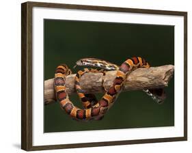 Red Rat Snake-null-Framed Photographic Print