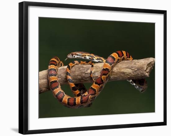 Red Rat Snake-null-Framed Photographic Print