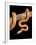 Red Rat Snake-null-Framed Photographic Print