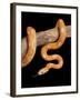 Red Rat Snake-null-Framed Photographic Print