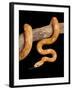 Red Rat Snake-null-Framed Photographic Print