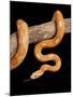 Red Rat Snake-null-Mounted Photographic Print