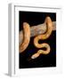 Red Rat Snake-null-Framed Photographic Print