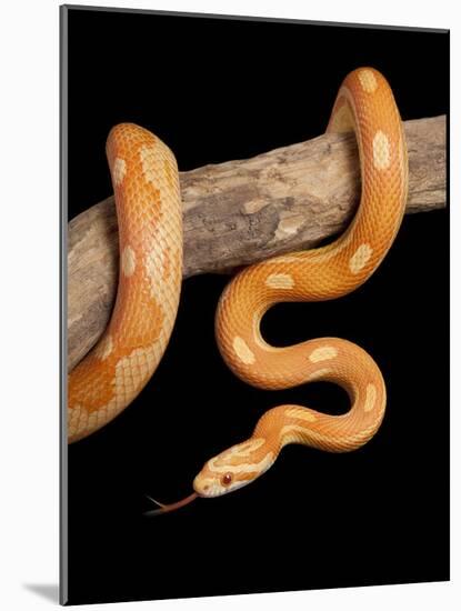 Red Rat Snake-null-Mounted Photographic Print