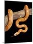 Red Rat Snake-null-Mounted Photographic Print